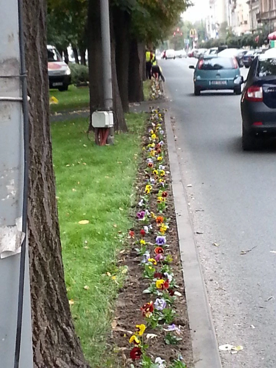 SA MAI SIFONAM NISTE BANI: IN PRAG DE IARNA, PRIMARIA PLANTEAZA PANSELUTE IN CENTRUL ARADULUI