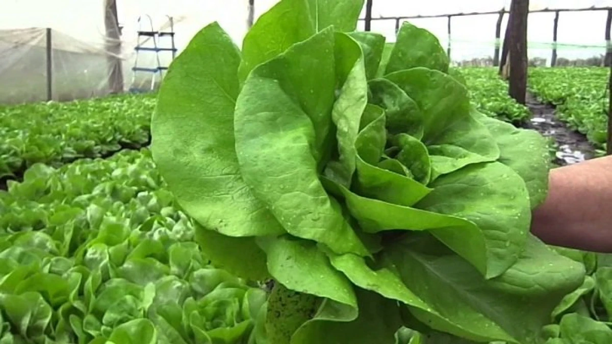 Salata verde, o sursă de sănătate la îndemâna oricui