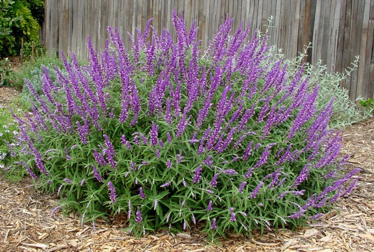Salvia, leacul din natură deloc de neglijat