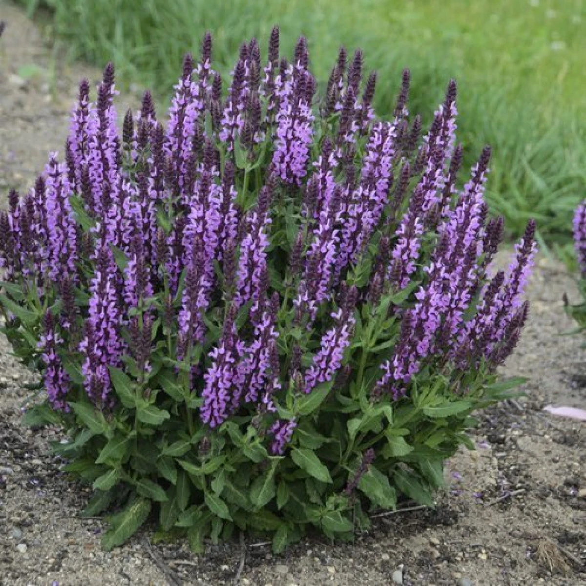 Salvia, planta cu calități terapeutice extraordinare