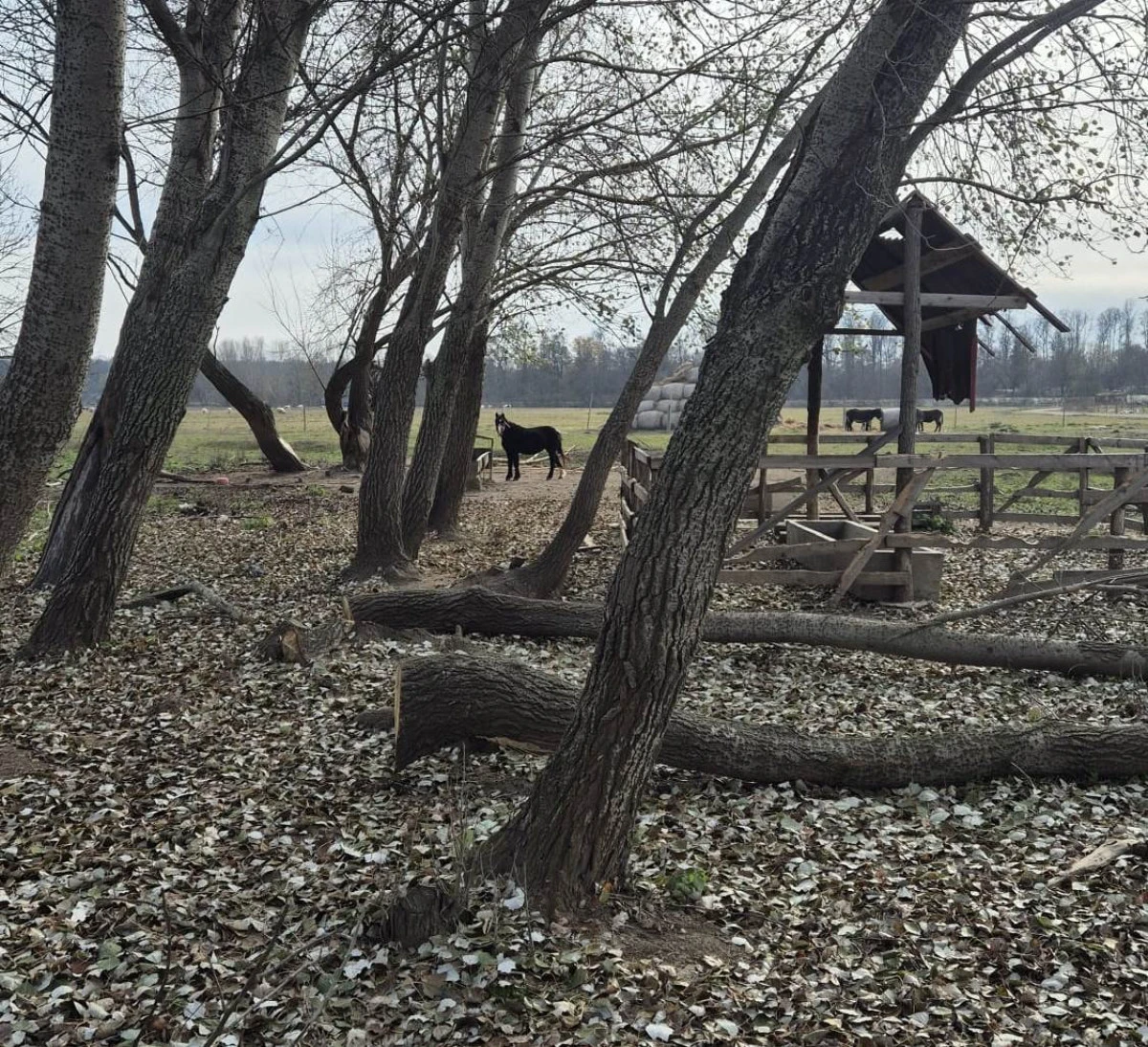 Sancțiuni în valoare de 6500 de lei, aplicate în luna noiembrie de Administrația Parcului Natural Lunca Mureșului