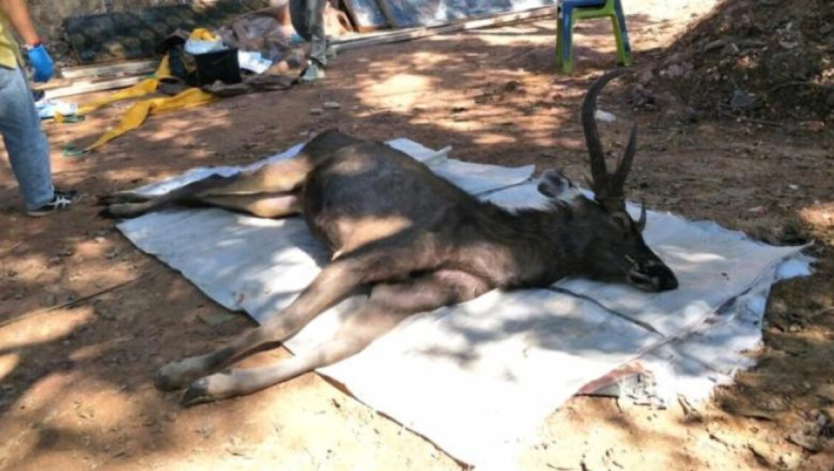 Șapte kilograme de plastic și alte deșeuri, găsite în stomacul unui cerb mort