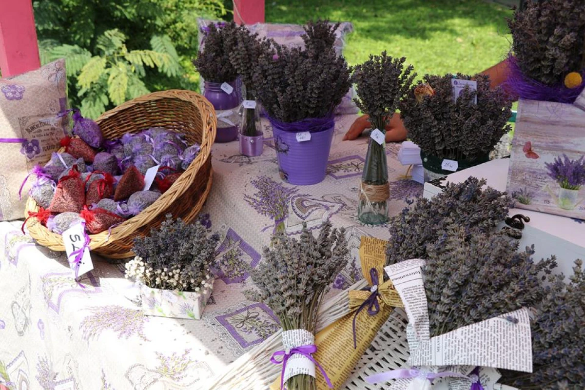 Sărbătoarea Lavandei, în centrul Aradului