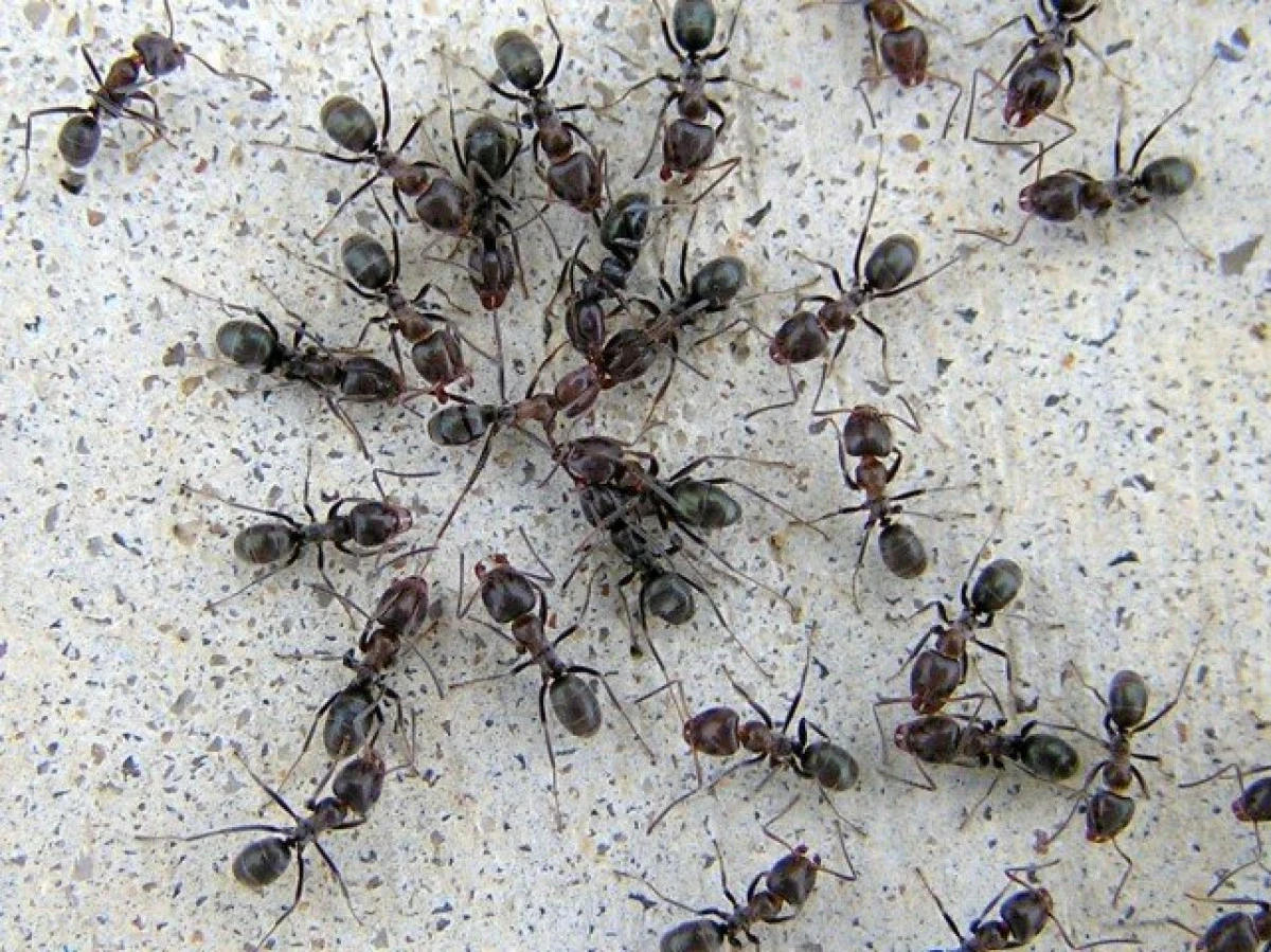 Scapă de furnici cu remedii naturale