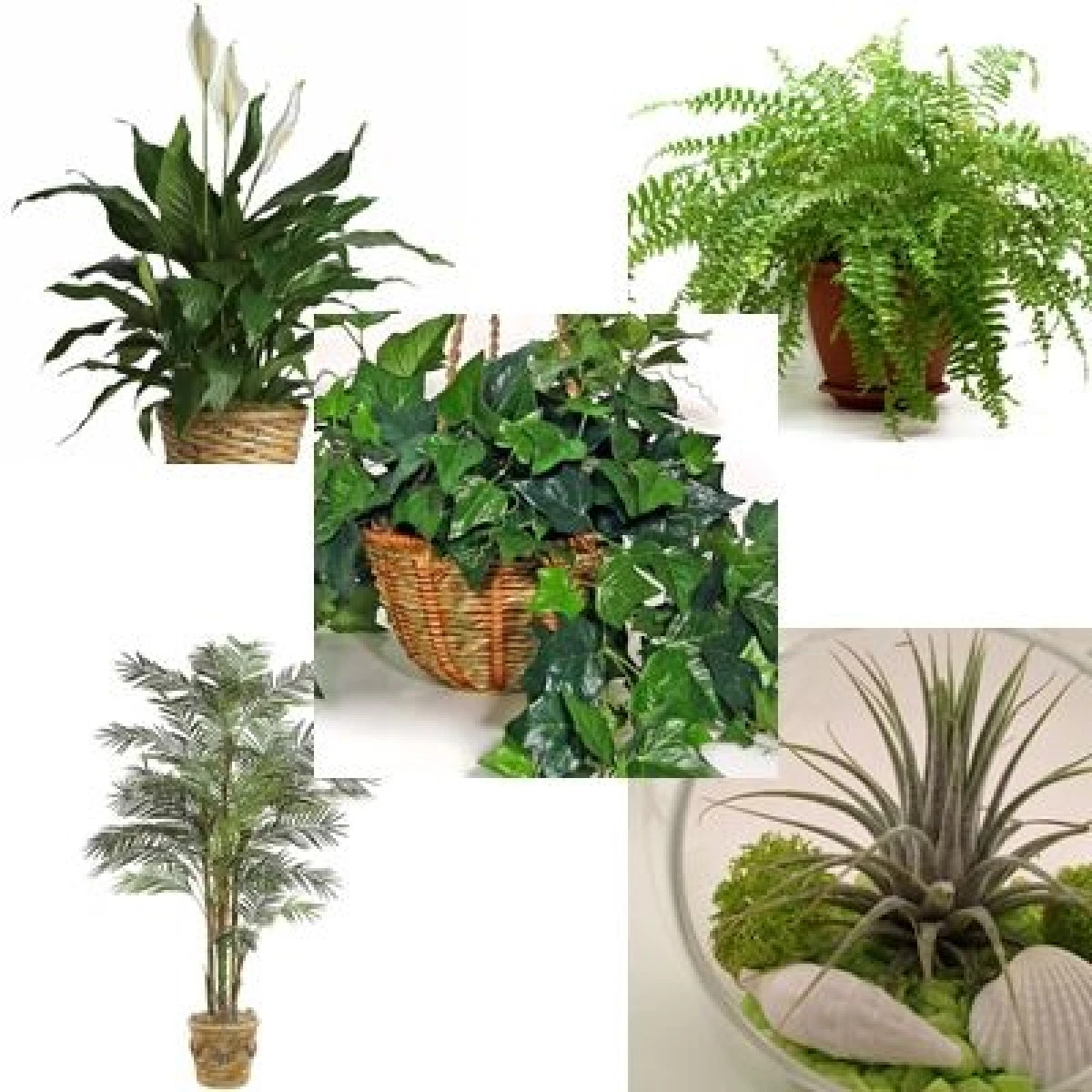 SCAPĂ DE UMIDITATEA DIN APARTAMENT CU AJUTORUL PLANTELOR