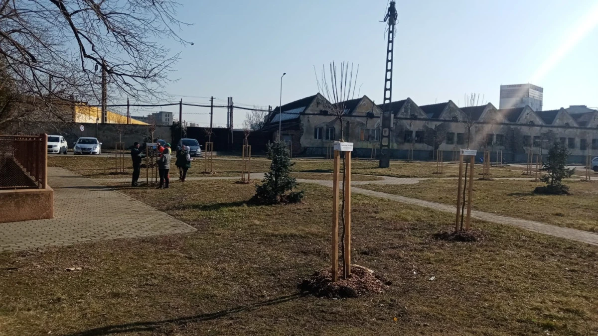 Se execută lucrări de toaletare și corecție a arborilor din municipiul Arad