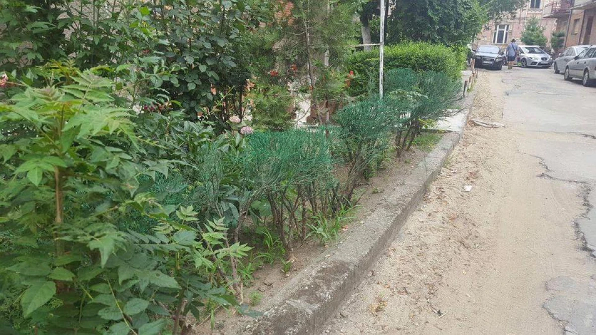 Se întâmplă în centrul Aradului. Tufe uscate, vopsite în verde (FOTO)