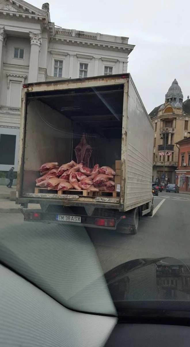 SE INTAMPLA LA ARAD: PLIMBARE CU CARNEA DE PORC PRIN CENTRUL ORASULUI