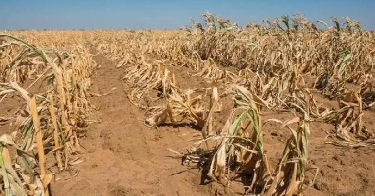 Seceta lovește agricultura arădeană: recoltă de porumb printre cele mai slabe din ultimele trei decenii