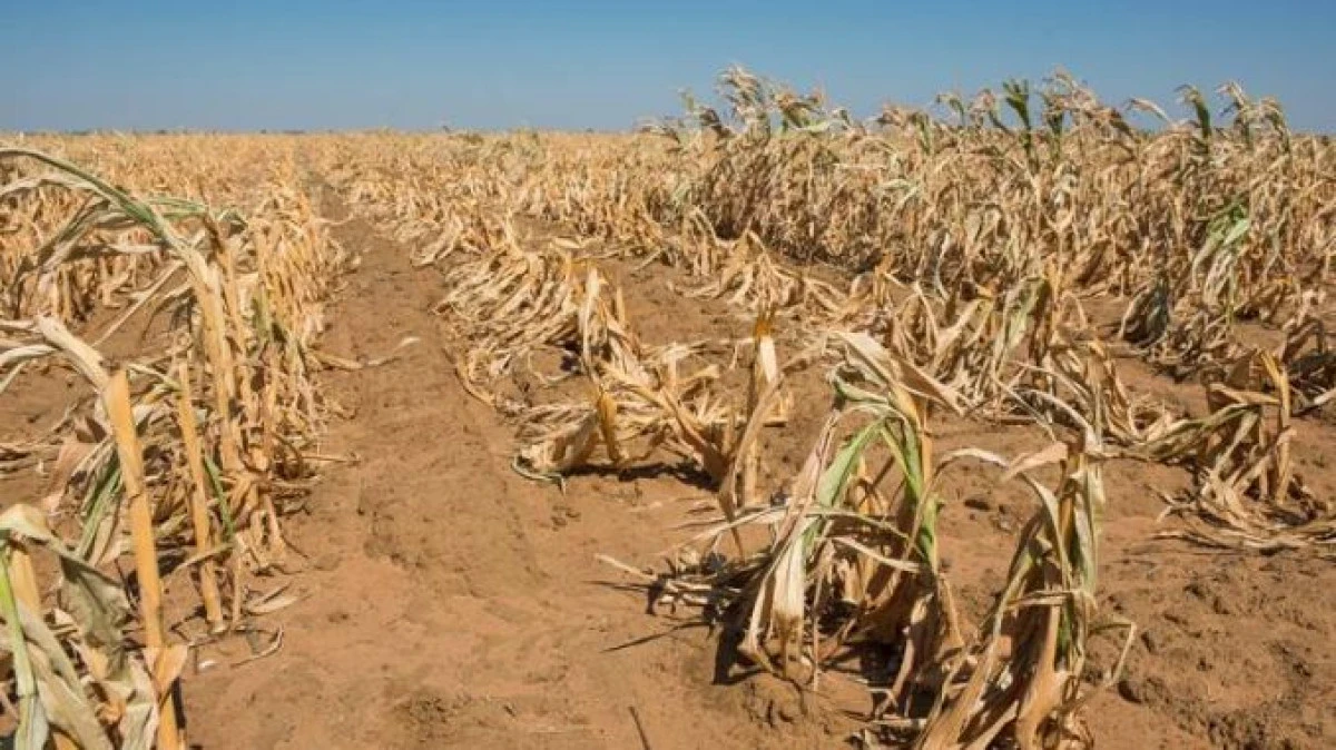 Seceta lovește puternic agricultura din Arad. Aproape 1.300 de fermieri au raportat culturi calamitate