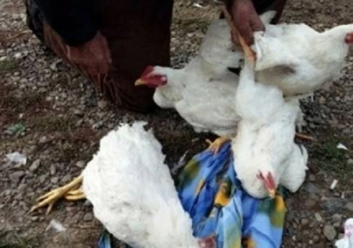 Și se jură că nu fură, dar l-au prins cu găinile în șură! Și nu numai!