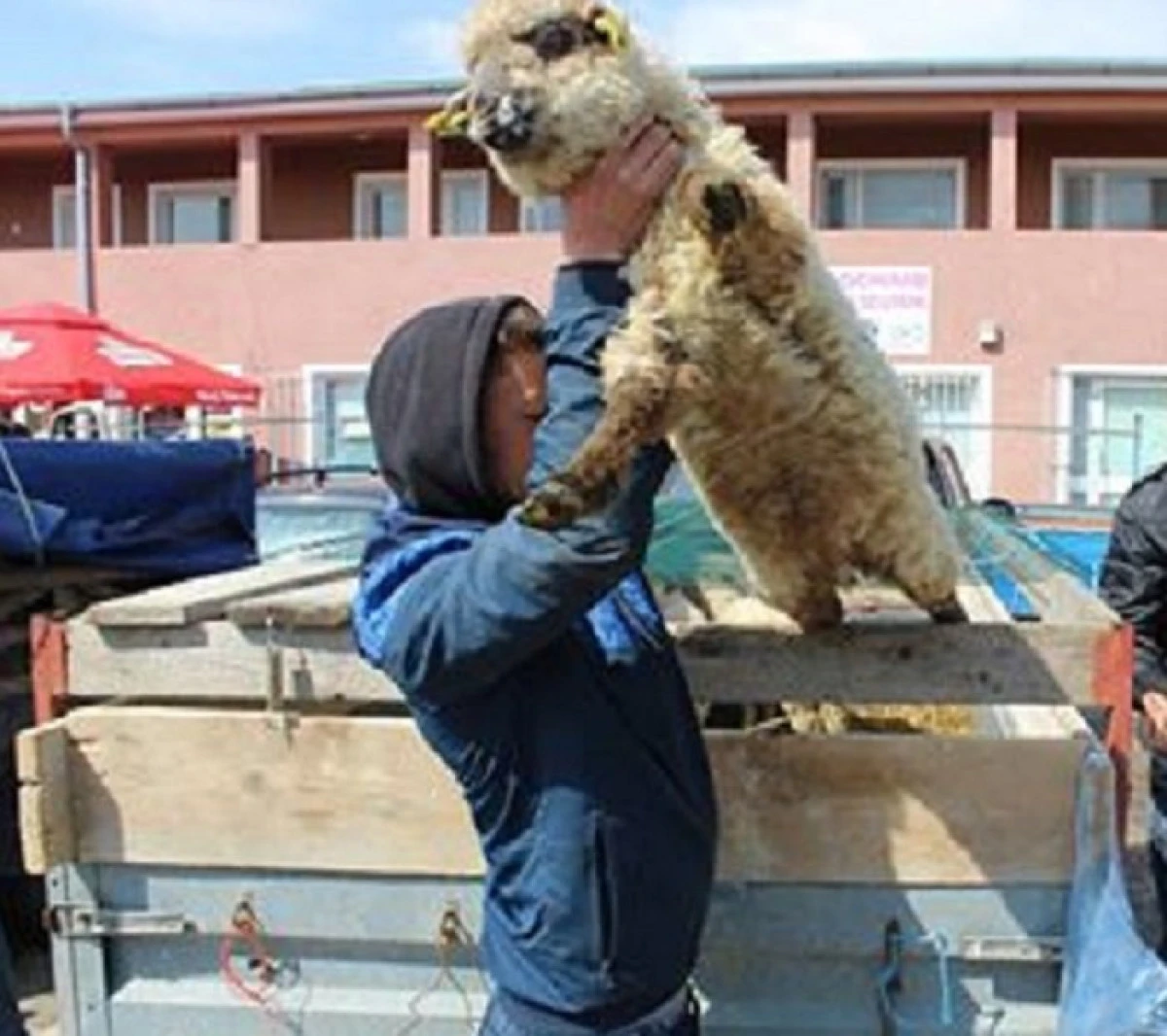 Și se jură că nu fură și l-au prins cu mieii-n șură! Un bărbat din Seleuș a furat 12 miei