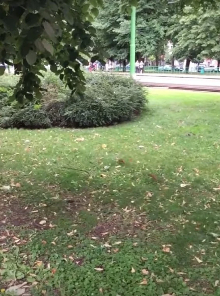 Şobolani uriaşi, filmaţi, din nou, în centrul Aradului (VIDEO)
