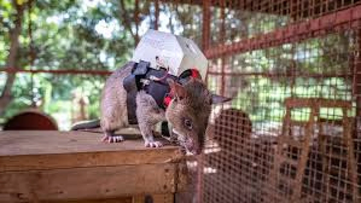 Șobolani uriași, folosiți la combaterea traficulului ilegal cu animale
