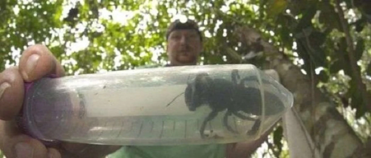 Specie de albină care nu a mai fost văzută din 1981, redescoperită în Indonezia