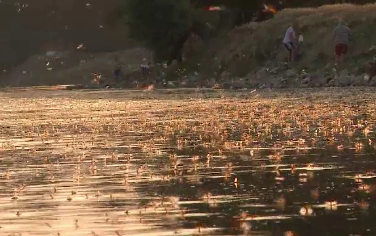 Spectacolul naturii, pe râul Mureș
