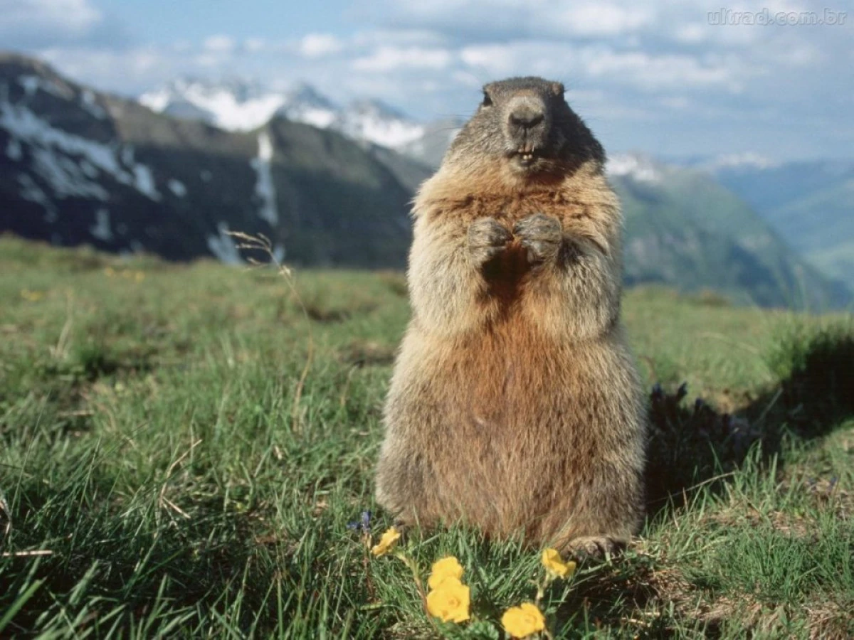 Știați că astăzi e ziua mea? 2 februarie - Ziua marmotei