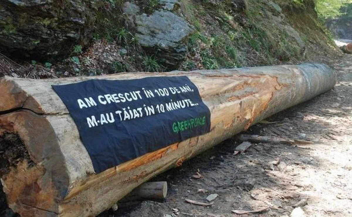 TĂIERILE ILEGALE DE PĂDURI, ÎNTR-O CREȘTERE ÎNGRIJORĂTOARE