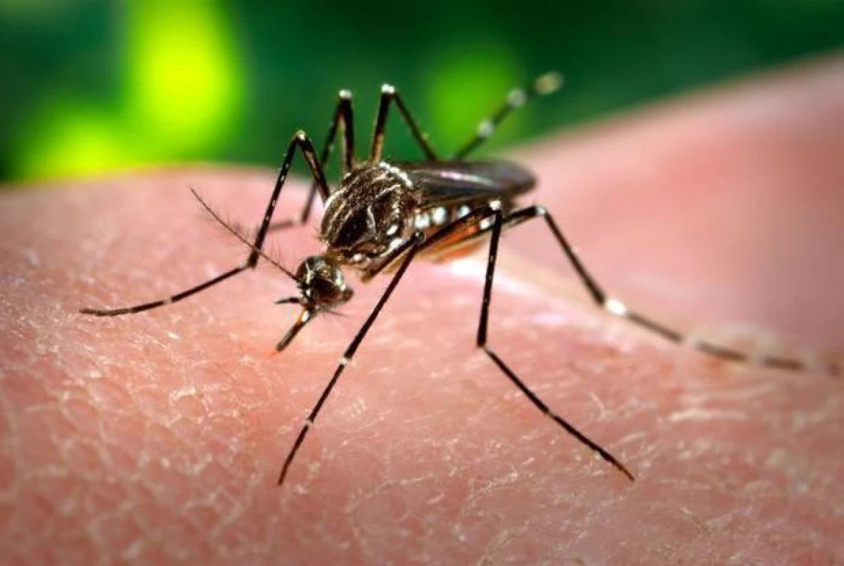 ȚÂNȚARUL CARE TRANSMITE VIRUSUL ZIKA, DEPISTAT ÎN MAREA NEAGRĂ