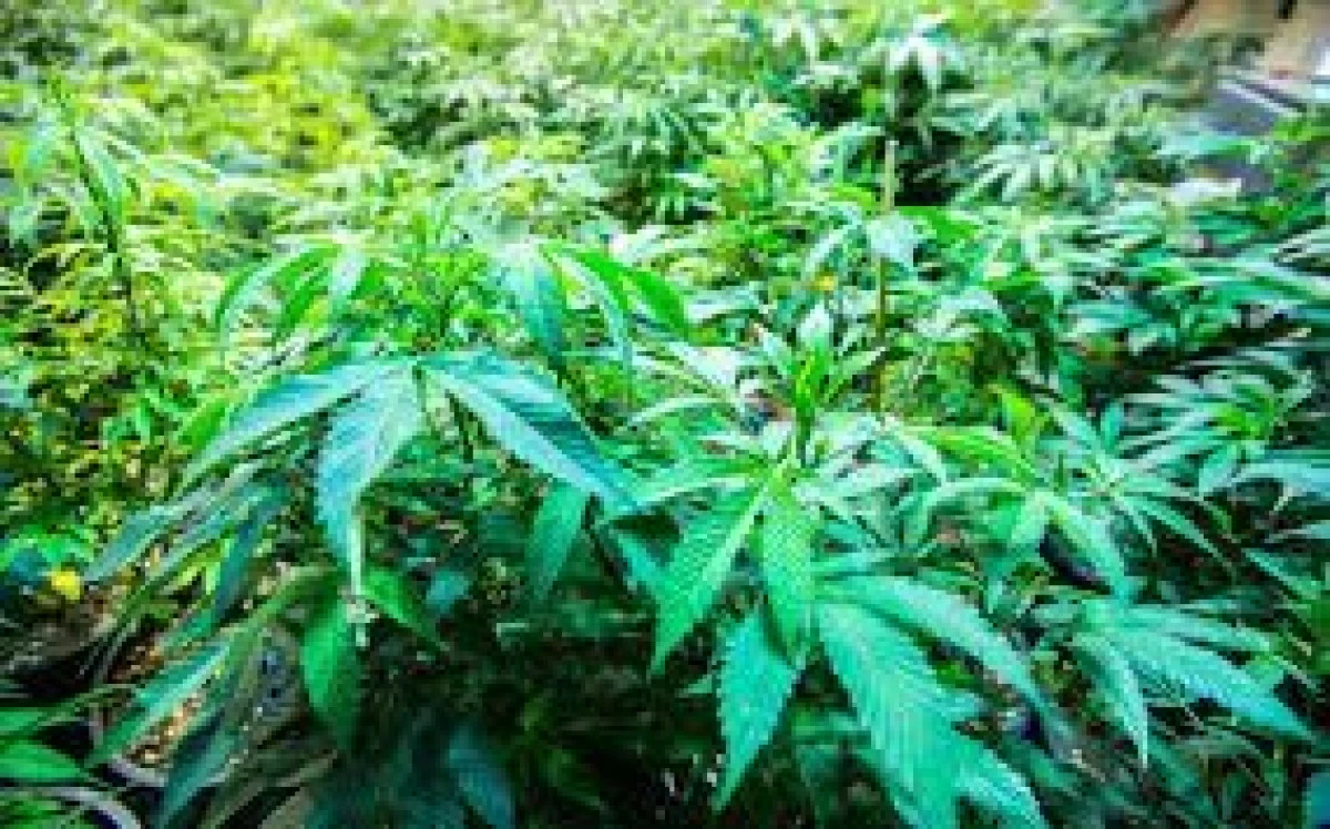 ȚARA ÎN CARE LOCUITORII CULTIVĂ MARIJUANA ACASĂ