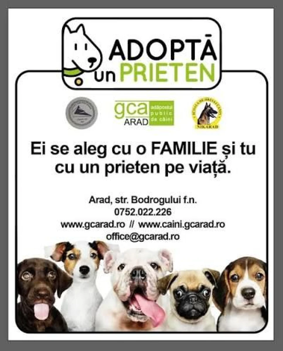 Târg de adopții canine în Parcul Eminescu din Arad. Zeci de căței își caută o familie