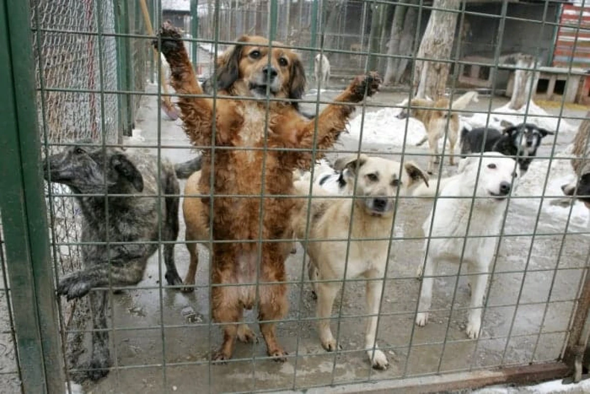 Târgul de adopție canină de la Arad, la a VIII-a ediție