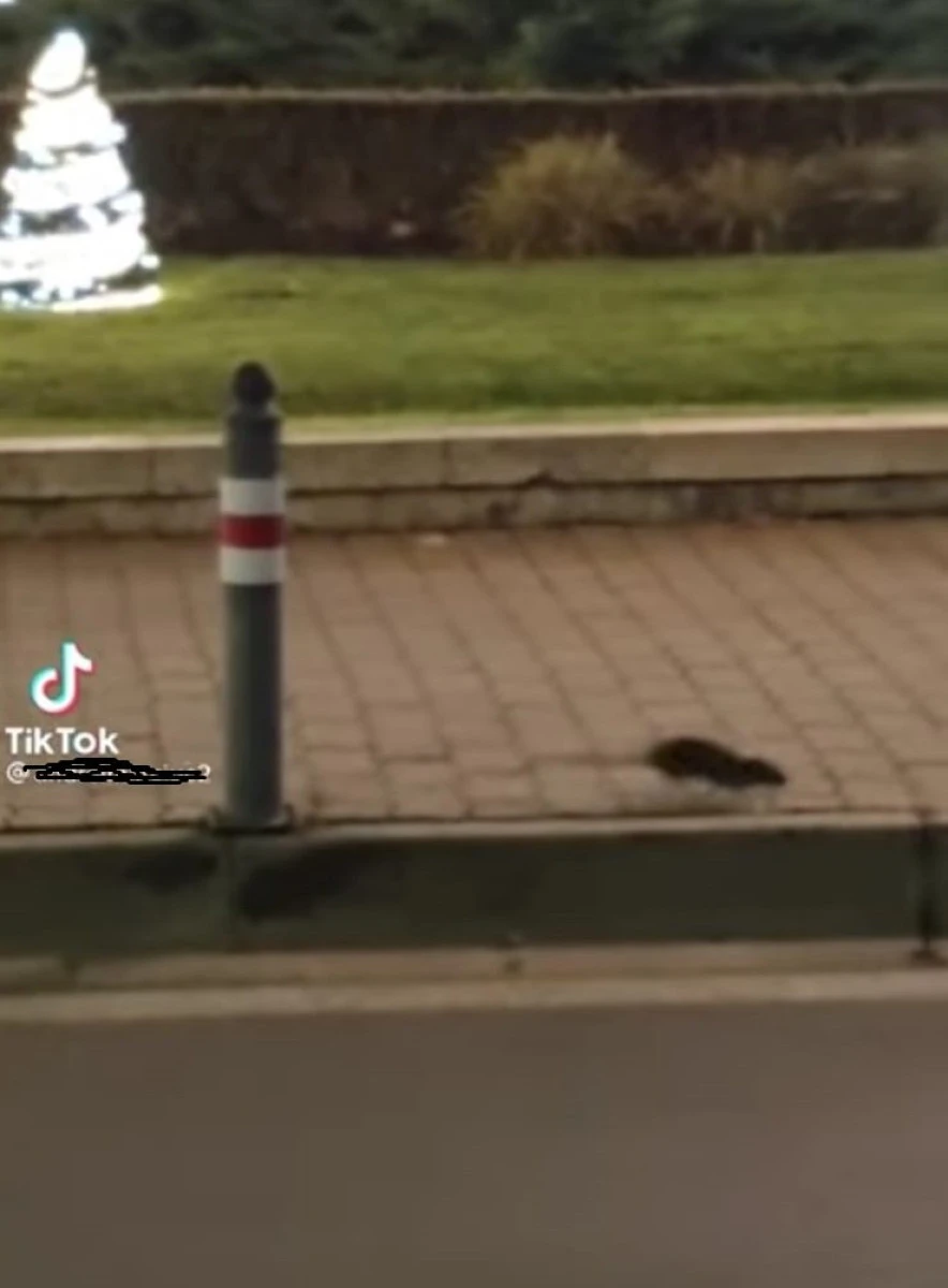 Târgul de Crăciun din fața Primăriei a atras atenția șobolanilor