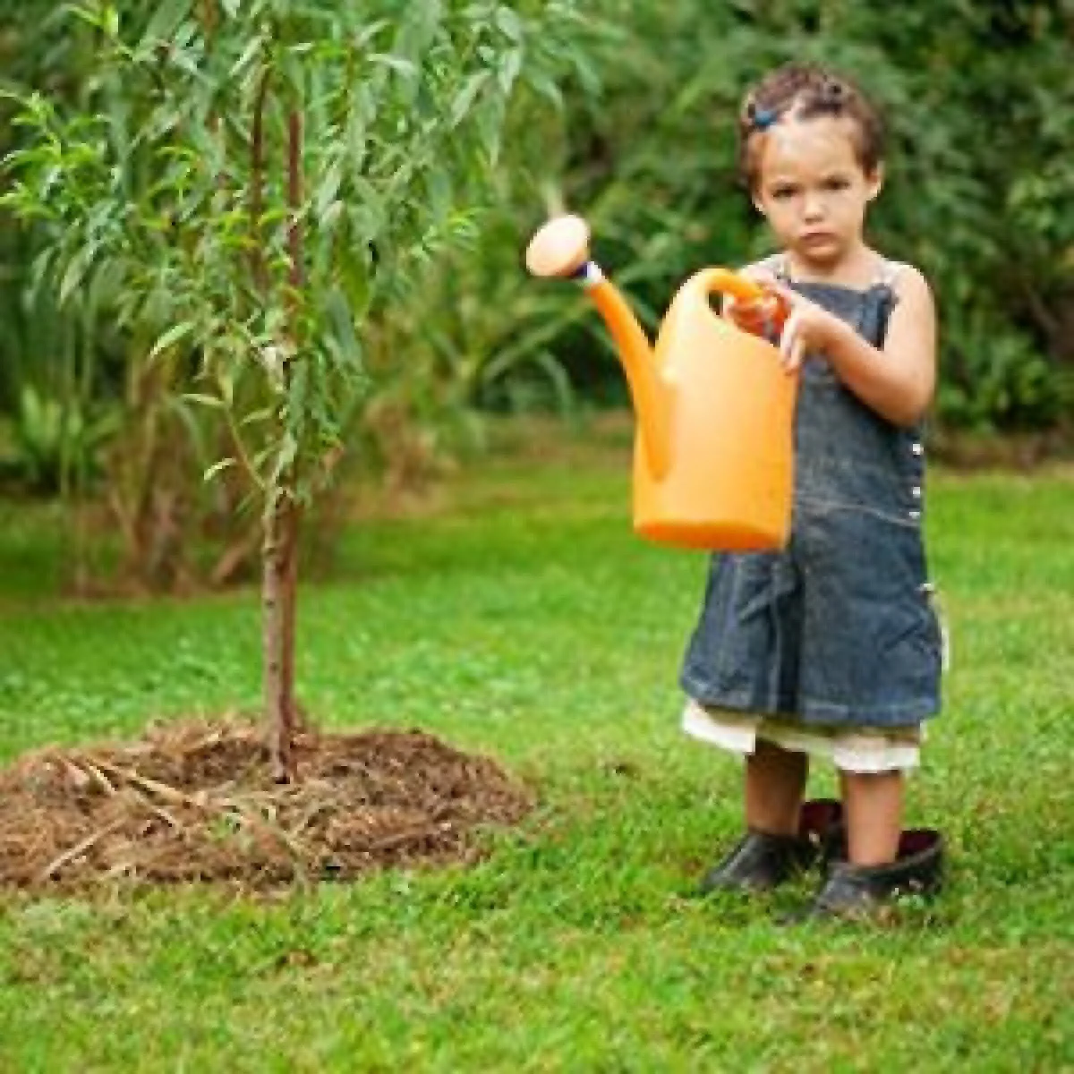 TOAMNA, IDEALĂ PENTRU PLANTAREA POMILOR FRUCTIFERI