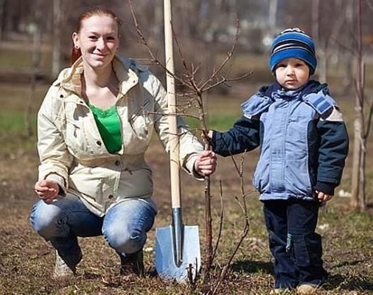 TOTUL DESPRE PLANTAREA POMILOR FRUCTIFERI