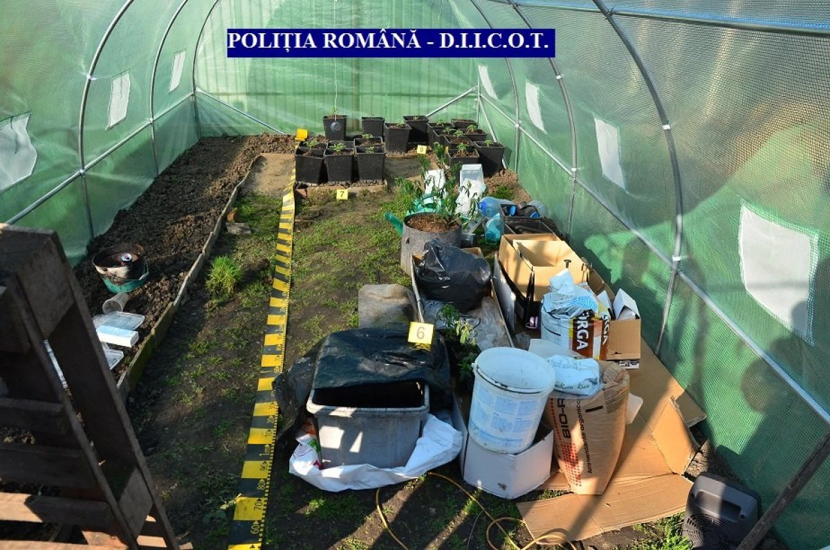 Traficant de droguri, „săltat“ de DIICOT Arad. Polițiștii au găsit la percheziții cocaină, cannabis și amfetamină