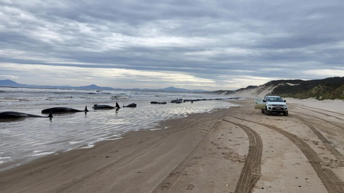 Tragedie ecologică în Australia. Peste 150 de balene au eșuat pe o plajă și nu mai pot fi salvate