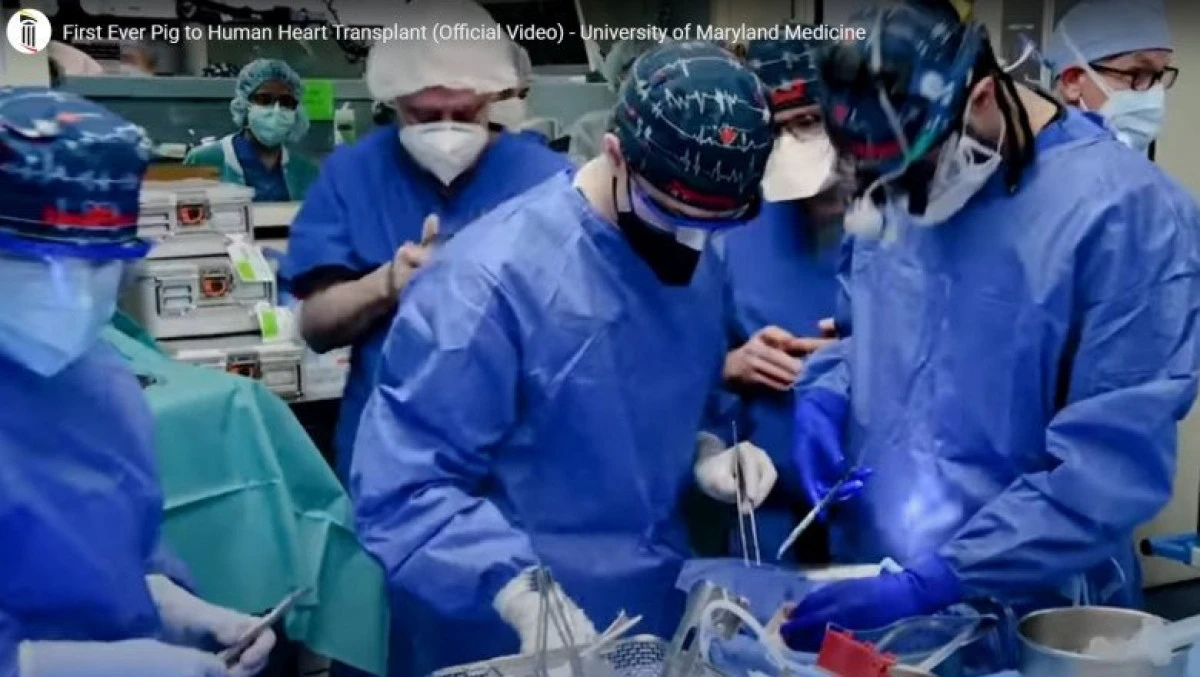 Transplant în premieră mondială. Un american a primit o inimă de porc