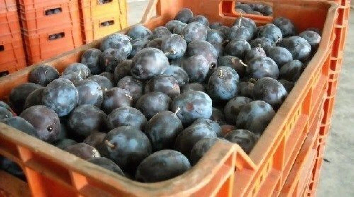 TRANSPORT CU ZECE TONE DE PRUNE CONFISCAT DE POLITISTI