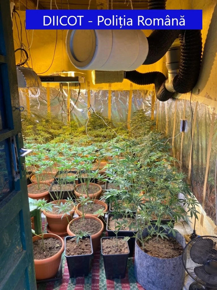 Trei arădeni, mari cultivatori de... cannabis