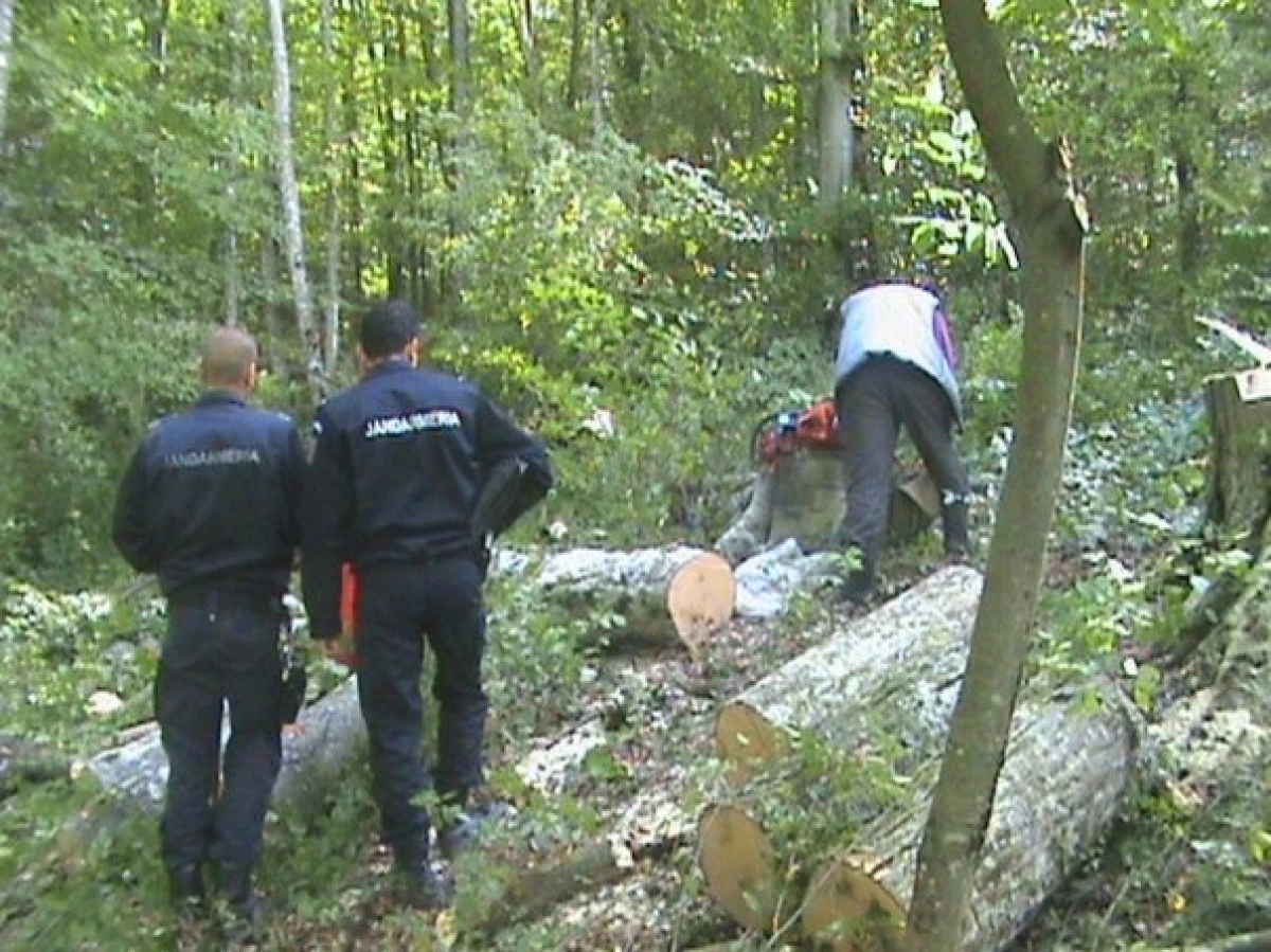 Trei bărbați, depistați în timp ce tăiau ilegal și furau arbori