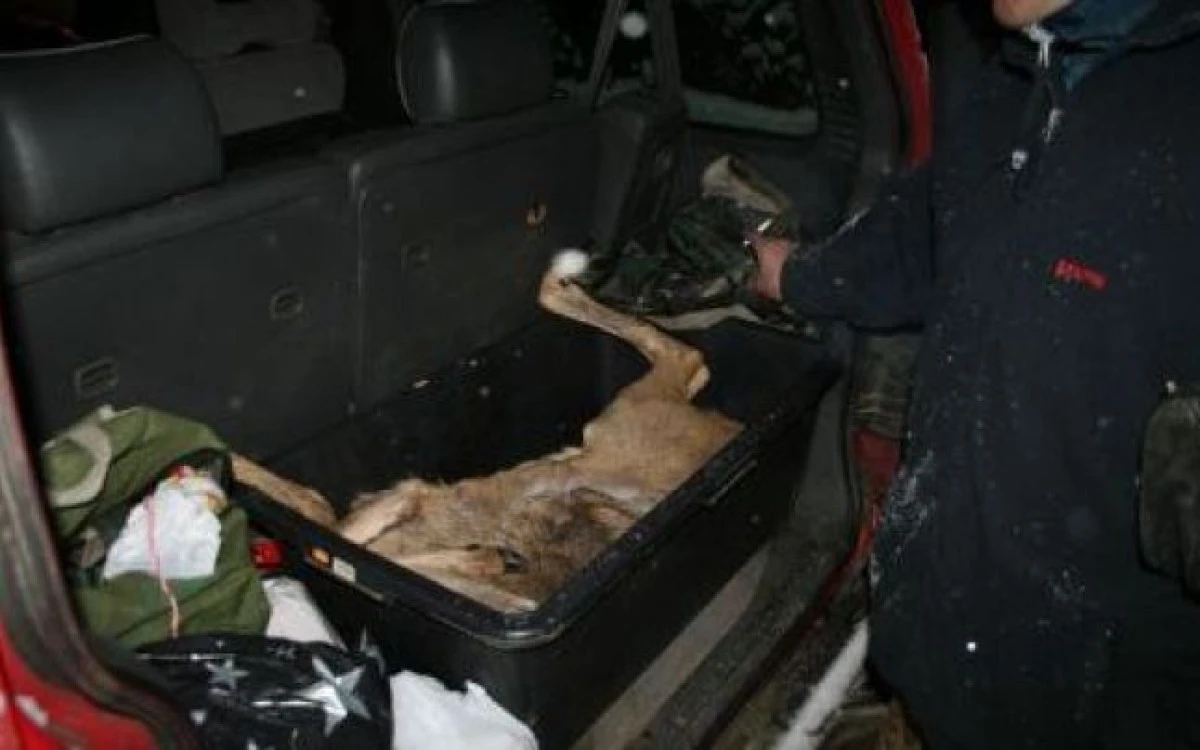 TREI BRACONIERI AU FOST PRINSI CU UN CERB IN PORTBAGAJ
