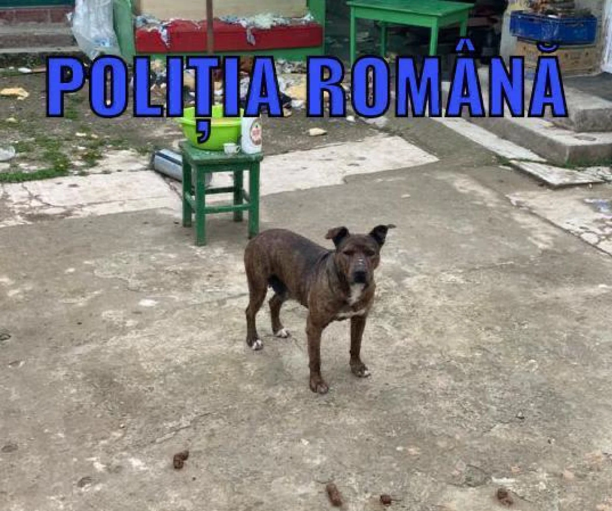 Trei câini înfometați, găsiți într-o localitate din comuna Craiva, au fost plasați în adăpost de polițiștii Biroului Poliția Animalelor