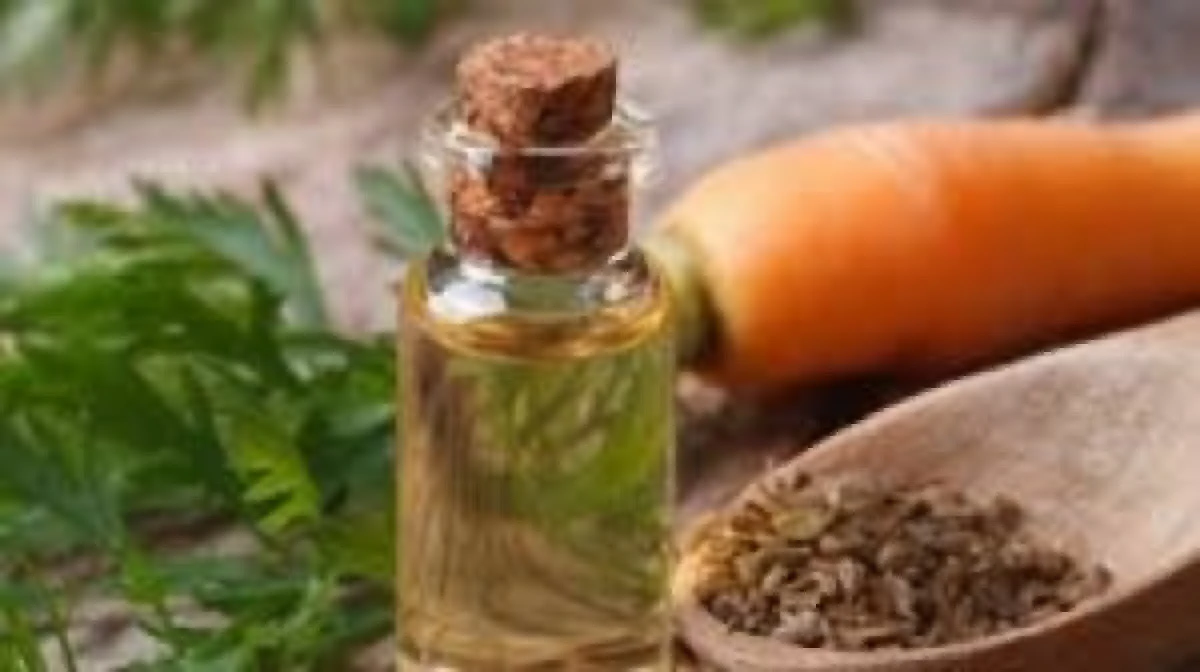 ULEIUL DIN SEMINTE DE MORCOV UN AJUTOR AL FRUMUSETII NATURALE