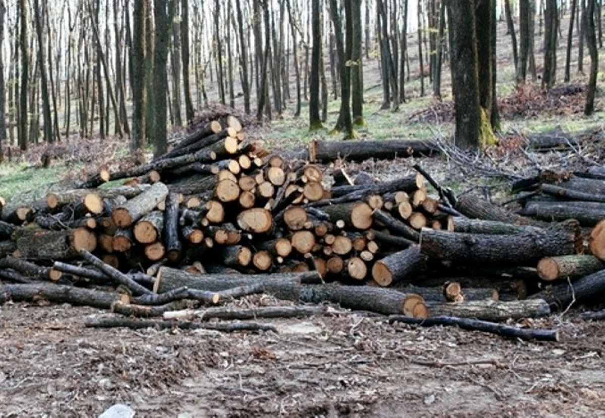 Un bărbat de 34 de ani din Gurahonț, prins în timp ce fura lemne din Vârfurile