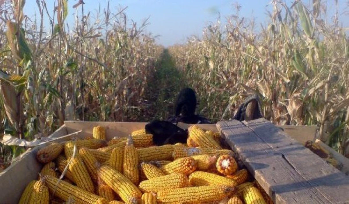 Un bărbat din Șeitin a furat 100 de kilograme de porumb de pe câmp