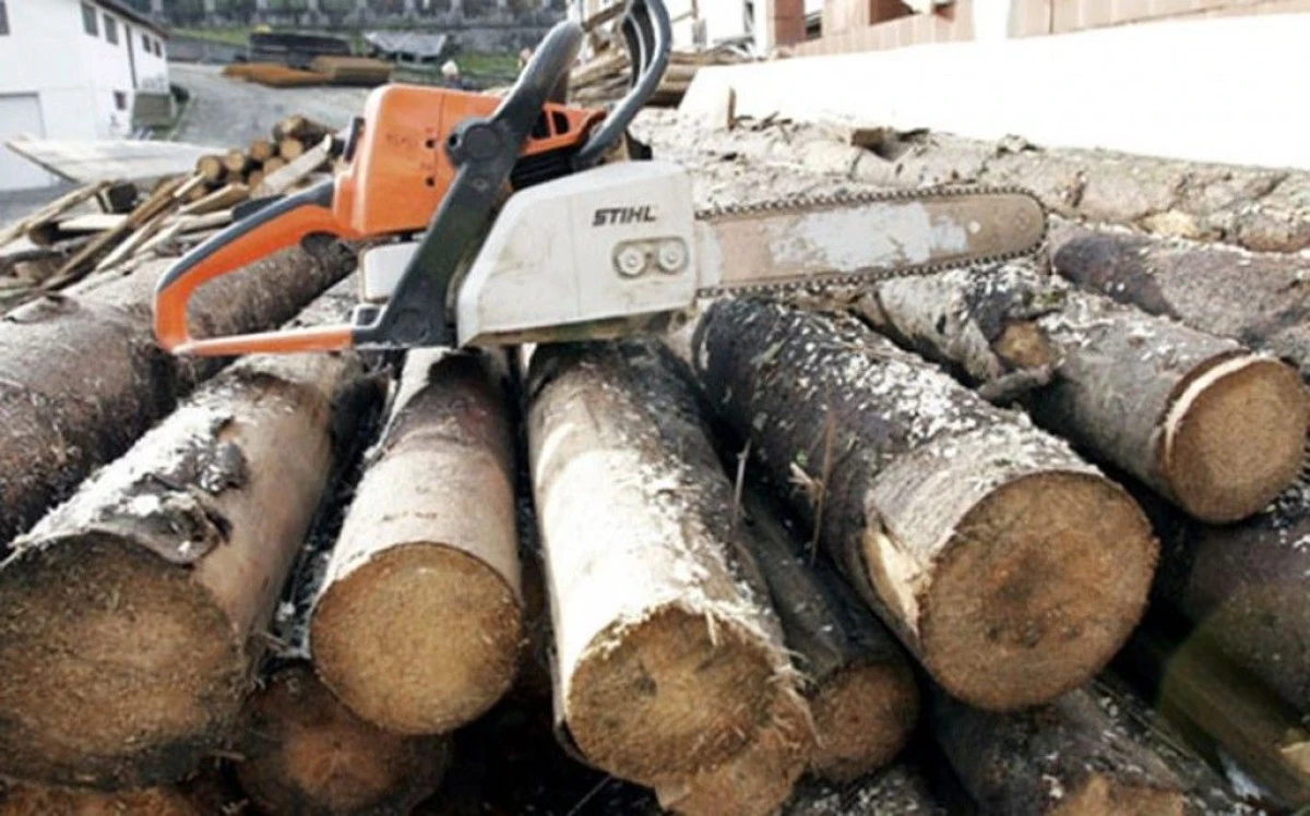 UN BARBAT ESTE CERCETAT PENTRU TAIERE ILEGALA DE ARBORI
