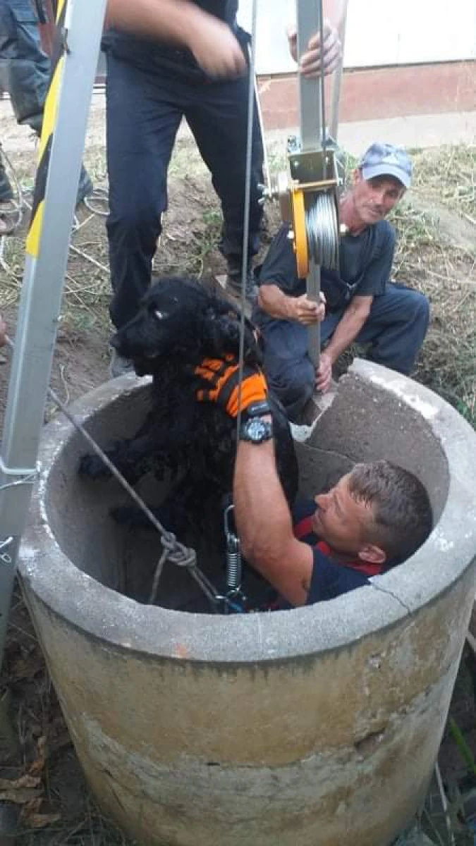 Un câine care alerga după păsări a căzut într-o fântână, la Sântana