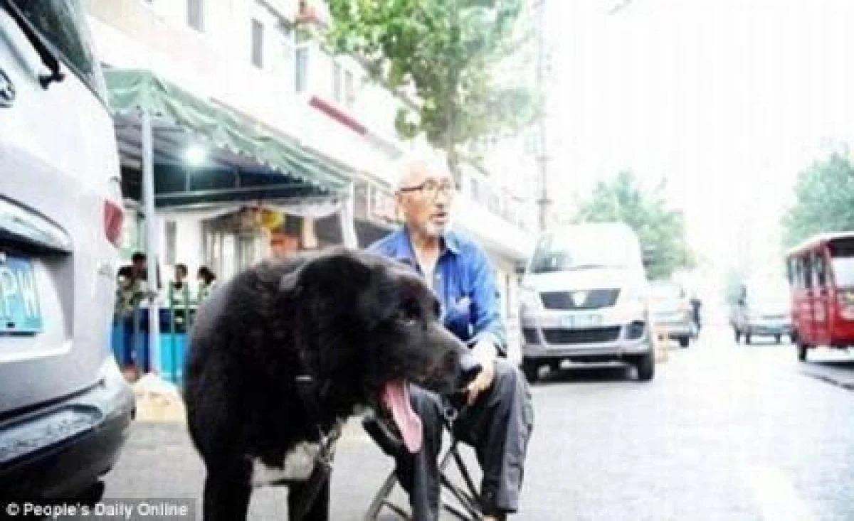 UN CHINEZ ȘI-A LĂSAT ÎNTREAGA AVERE UNUI ADĂPOST CARE SĂ ÎI ÎNGRIJEASCĂ PRIETENUL DUPĂ MOARTE