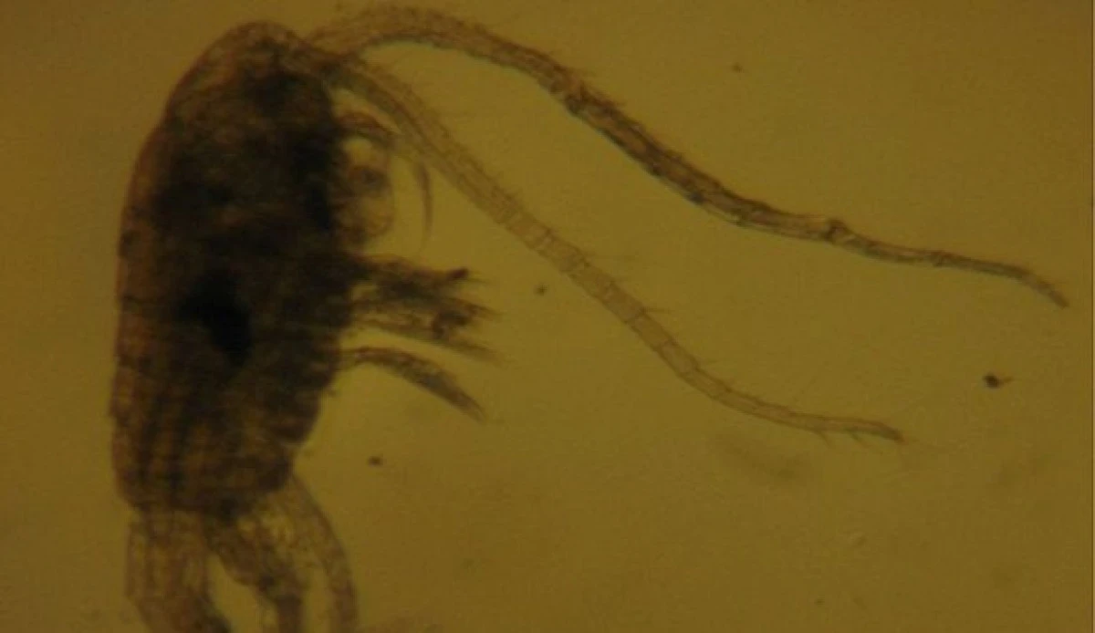 Un crustaceu de doi milimetri, ”cea mai mare mică descoperire” din fauna României