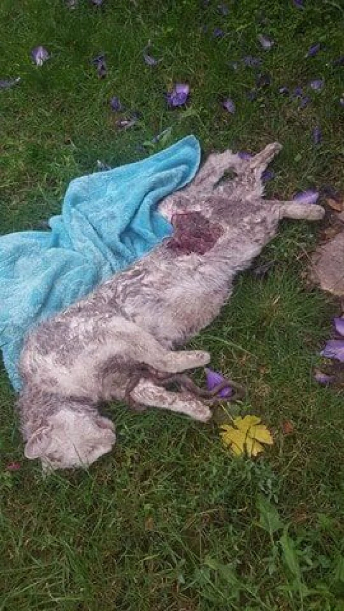 Un cunoscut psiholog arădean şi-a găsit pisicile sfâşiate!
