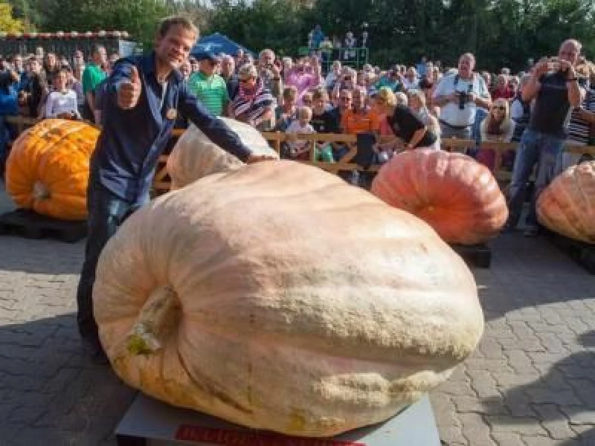 UN ELVETIAN A RECOLTAT UN DOVLEAC DE 750 DE KILOGRAME