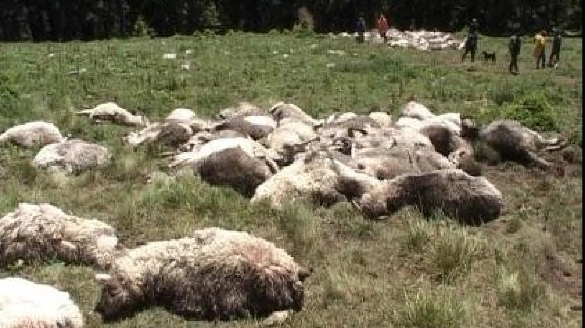 UN ITALIAN ESTE CERCETAT PENTRU CA A OMORAT OILE UNUI CIOBAN
