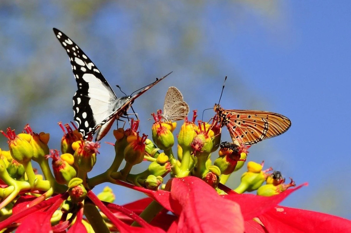 Un pericol iminent. Speciile de insecte dispar în mod alarmant în toată lumea