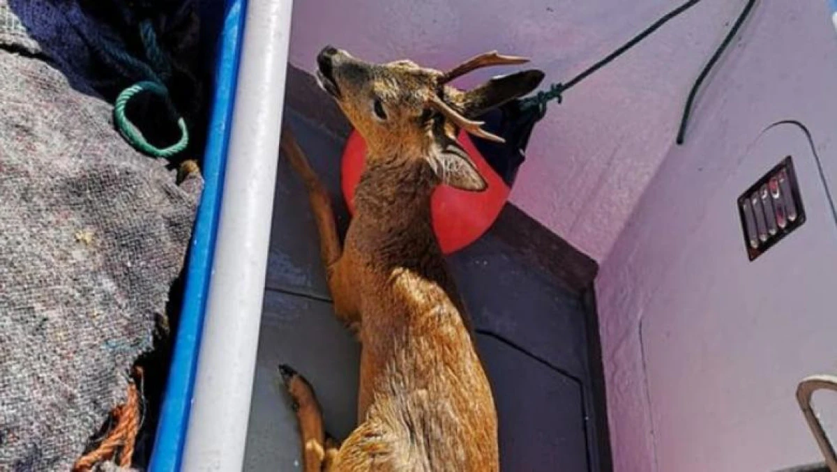Un pescar a salvat un căprior care înota la 2 kilometri în larg