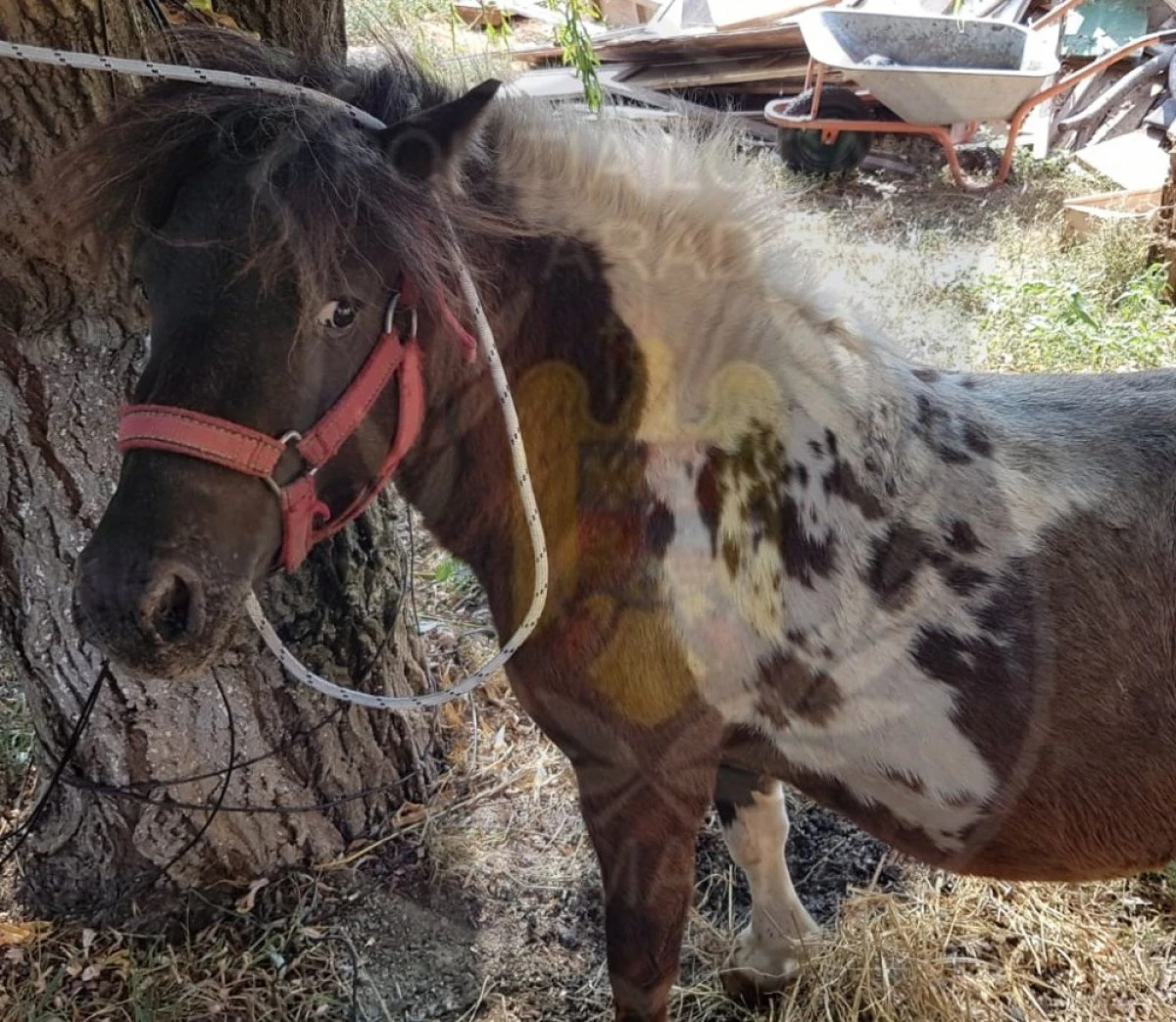 Un ponei se plimba nestingherit în Vlaicu. Polițiștii locali n-au reușit să-l convingă să dea detalii despre stăpân